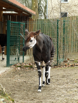 Picture of okapi Antonia at Frankfurt by Marlies Thieme