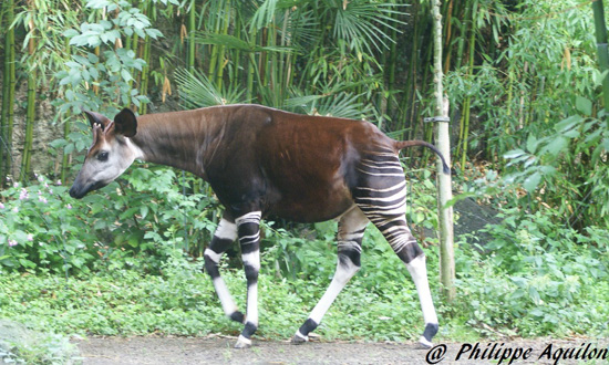 Picture of okapi Azizi at Doué-la-Fontaine
