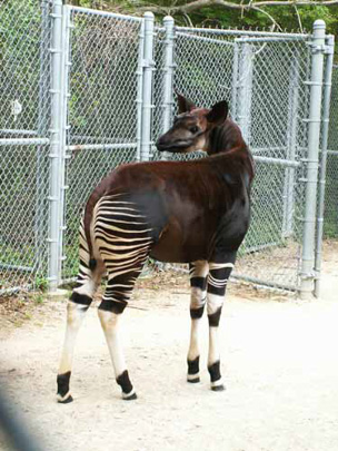 Picture of okapi Damisi, by Carol Wright