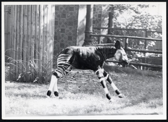 Picture of okapi Danae