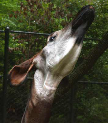 Picture of okapi Desdemona, by Carol Wright