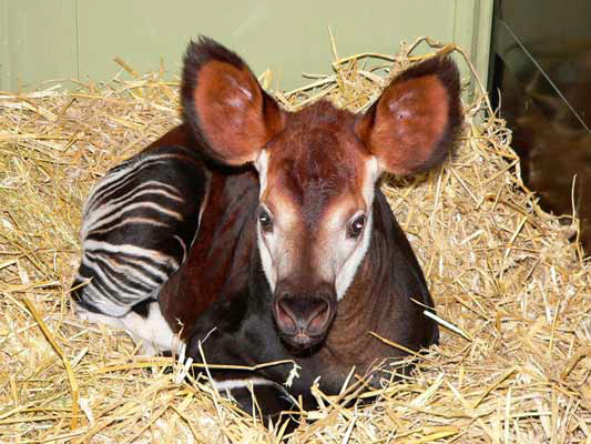 Picture of okapi Faraa