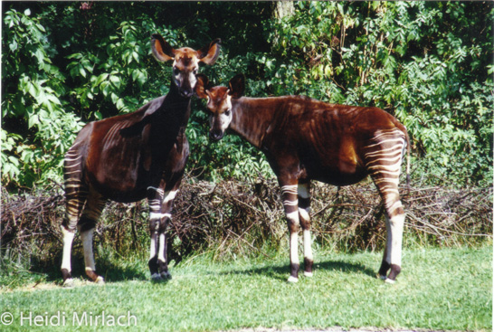 Female Ine and male Habari at Munich Zoo Hellabrunn, 1994