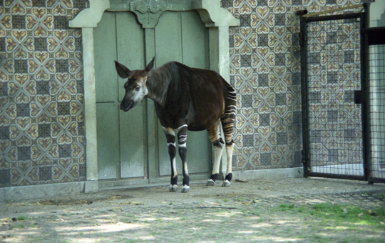 Pasport picture of okapi Ine