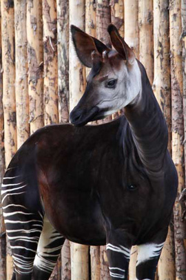 Picture of okapi Jabari, by Sabine Ory