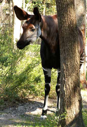 Picture of okapi Karama, by Carol Wright