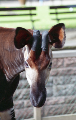 Picture of okapi Karel