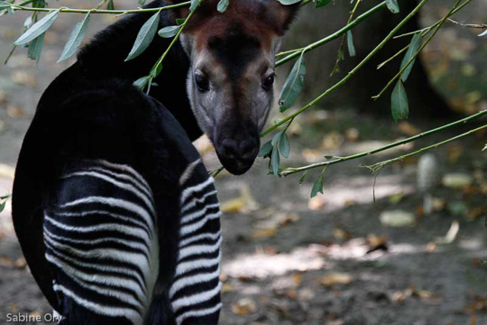 Picture of okapi Kheri, by Sabine Ory