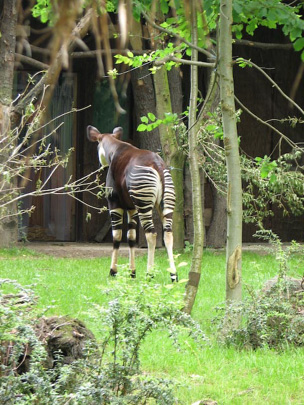 Picture of okapi Kimdu, by Patrick Immens
