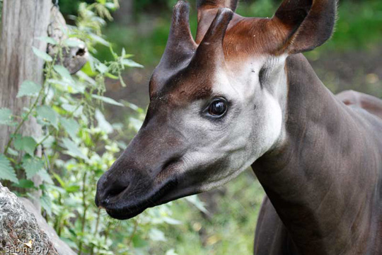 Picture of okapi Kitabu, by Sabine Ory