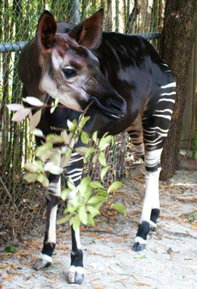 Picture of okapi Kwanini, by Carol Wright