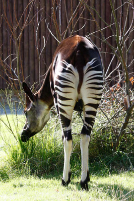 Picture of okapi Libembe, by Sabine Ory