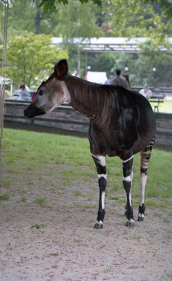 Picture of okapi Lieve