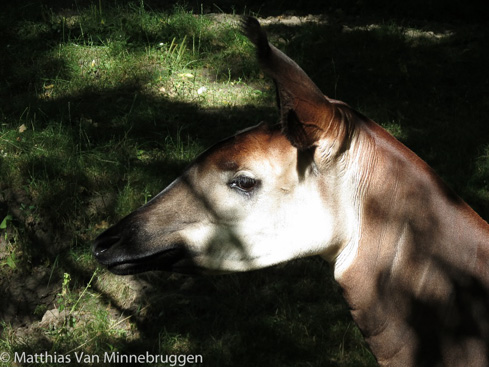Picture of okapi Luani at Copenhagen