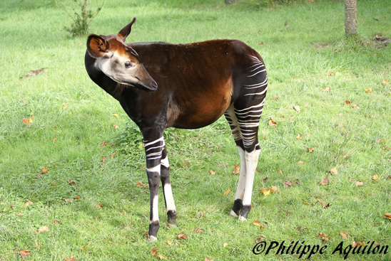 Picture of okapi Mapenzi at Beauval