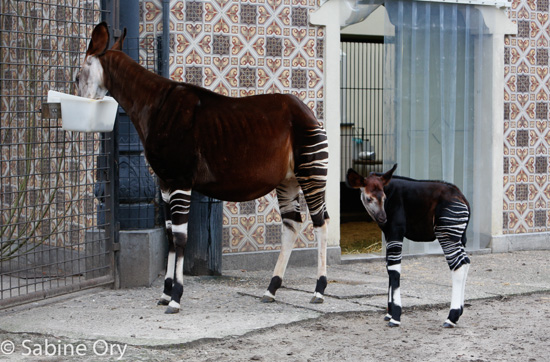 Picture of okapi Ngwani and his mother Yenthe