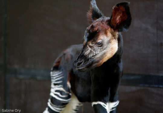 Picture of okapi Nkosi