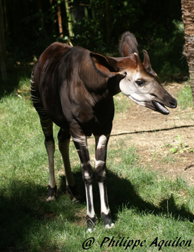 Picture of okapi Obasi at Doué-la-Fontaine