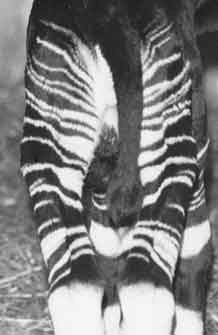 Pasport picture of okapi Pastourelle