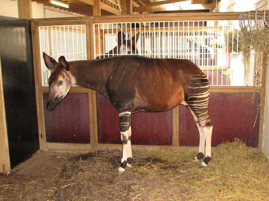 Picture of okapi Sofie