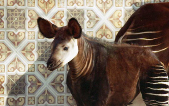 Picture of okapi Xano