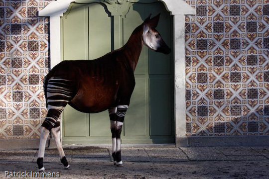 Picture of okapi Yenthe, by Sabine Ory