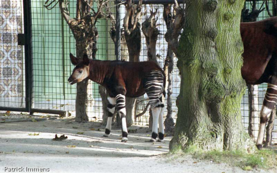 Picture of okapi Zara