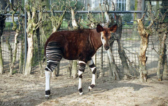 Picture of okapi Zara