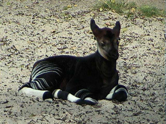 Picture of okapi Darou