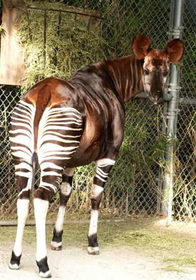Picture of okapi Kamili, by Carol Wright
