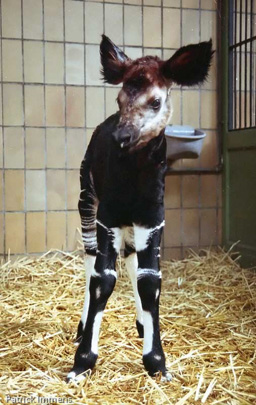 Picture of okapi Tiemen