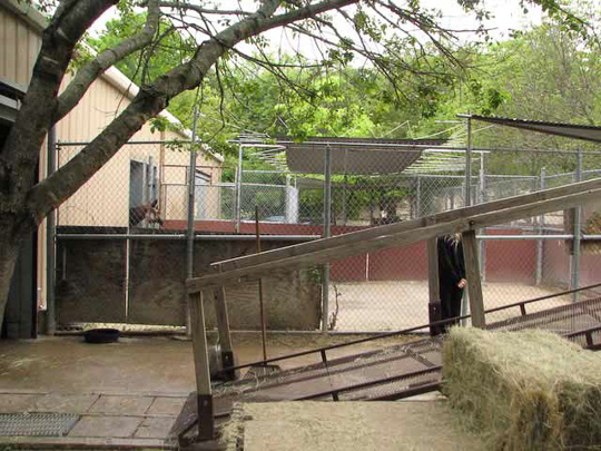 Paddock at Dallas Zoo