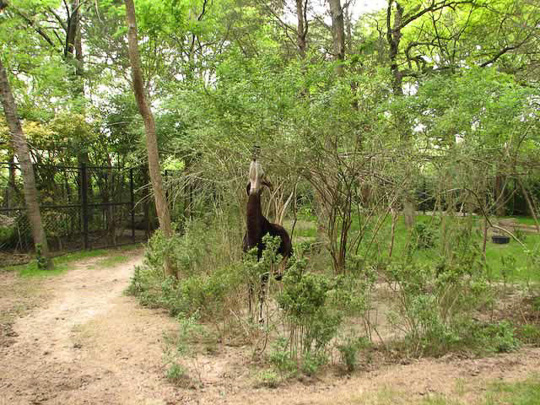 Nature Trail Exhibit at Dallas Zoo
