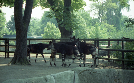 Exhibit at Paris Zoo