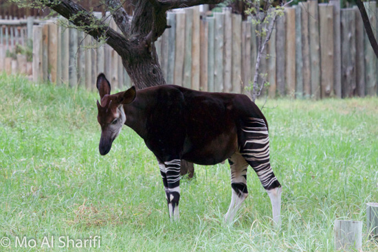 Okapi at Pretoria Zoo